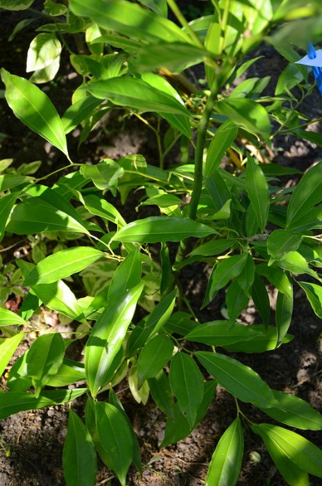 Cocculus laurifolius